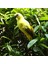 Macaw Papağan Yard Oyuncak Yapay Kuş Heykelcik Sarı (Yurt Dışından) 5