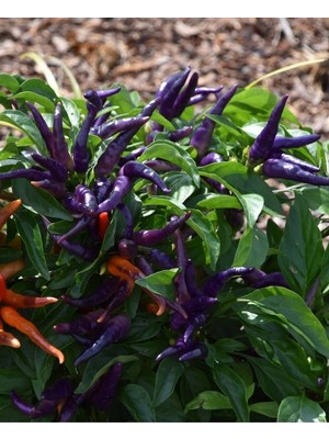 Agrodal Tarım Ata Tohumu Yerli Doğal Acı Mor Cin Biberi 100 Adet Tohum