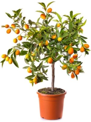 Vipfoni Bodur Kumkuat Meyvesi Tohumu