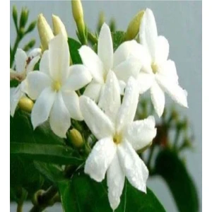 Yoğun Kokulu Yasemin Tohumu