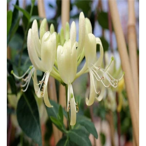 Yoğun Kokulu Hanımeli Tohumu