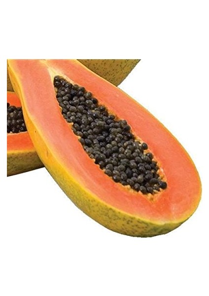 Papaya (Ağaç Kavunu) Tohumu