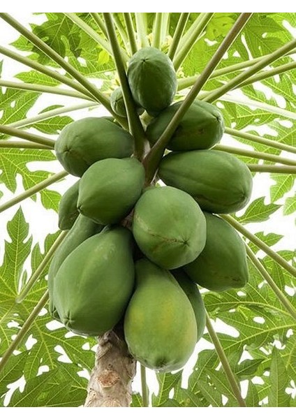 Papaya (Ağaç Kavunu) Tohumu fiyatları