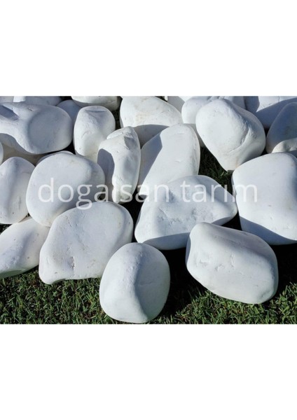 Tarım Beyaz Dolomit Taş 25 kg 4-6 cm Dere Taşı Çakıl Taşı Saksı Taşı Akvaryum Teraryum Taş