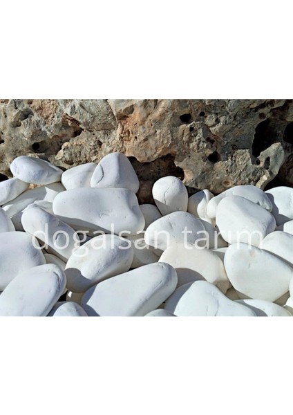 Tarım Beyaz Dolomit Taş 25 kg 4-6 cm Dere Taşı Çakıl Taşı Saksı Taşı Akvaryum Teraryum Taş fiyatları