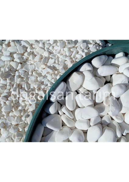 Tarım Beyaz Dolomit Taş 25 kg 4-6 cm Dere Taşı Çakıl Taşı Saksı Taşı Akvaryum Teraryum Taş modelleri