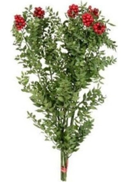 Nehir Çiçekçilik Canlı Kokina Çiçeği Yılbaşı Bitkisi 1 Demet 70