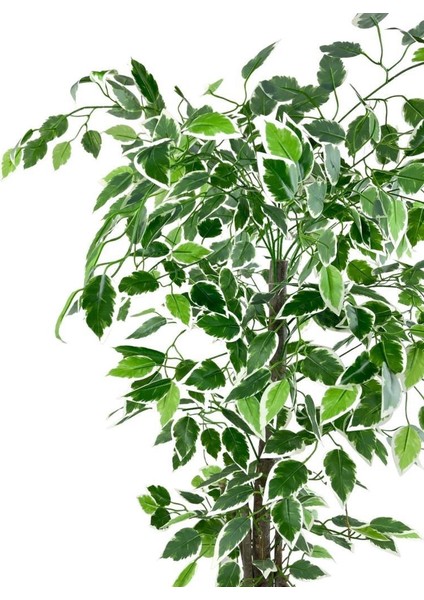Yapay Ağaç Benjamin 120CM Yeşilbeyaz Çalılı Siyah Plastik Saksılı fırsatları