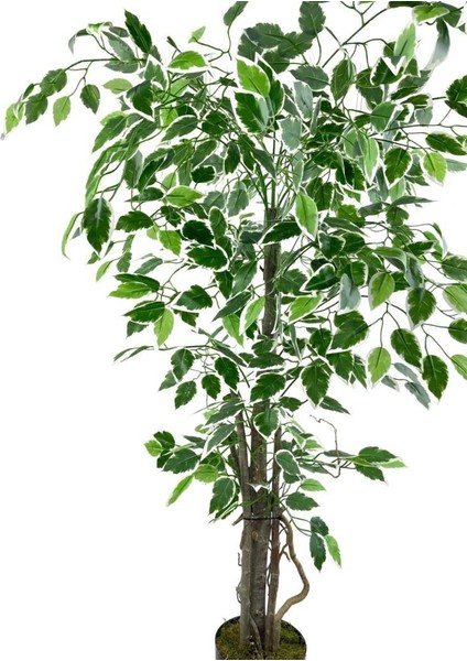 Yapay Ağaç Benjamin 120CM Yeşilbeyaz Çalılı Siyah Plastik Saksılı indirimleri