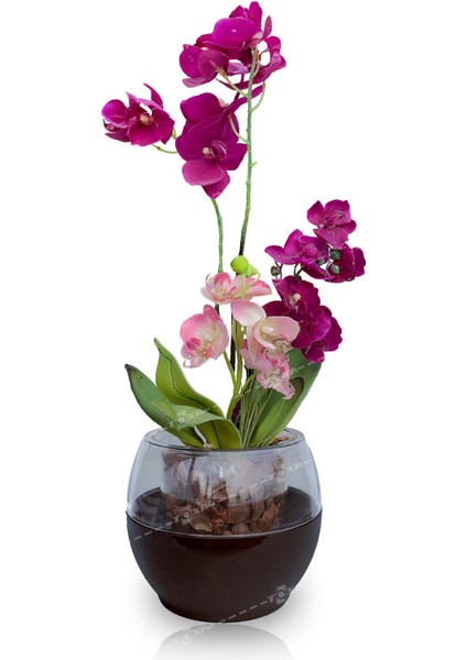 Buule Orkide Saksısı Siyah 2 Litre 17 Cm Drenajlı Yuvarlak Kristal Plastik Tasarım Saksı Bl-Sy