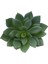 Simülasyon Yapay Succulents Bitkiler Fotoğraf Personeli Bitki Düzenlemesi (Yurt Dışından) 3