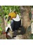 Toucan Tree Hugger Sevimli Peeker Bahçe Açık Dekor (Yurt Dışından) 3