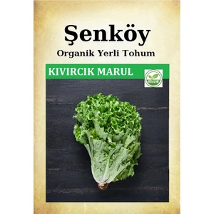 Yerli Kıvırcık Marul Tohumu Doğal Ata Organik Marul Tohumu Pakette 10 gr 8000 Adet