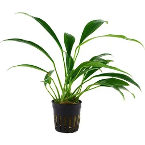 Anubias Angustifolia Saksı Canlı Bitki