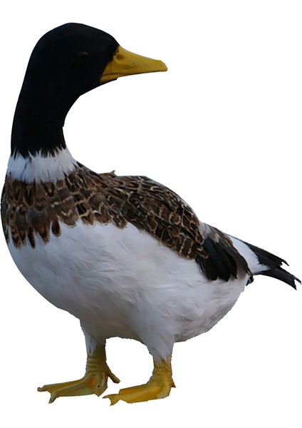 Yapay Hayvan Tüylü Dönüş Dekoru (Yurt Dışından)