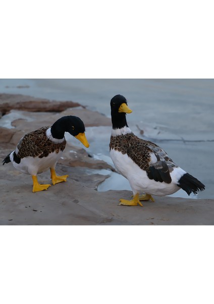 Yapay Hayvan Tüylü Dönüş Dekoru (Yurt Dışından) modelleri