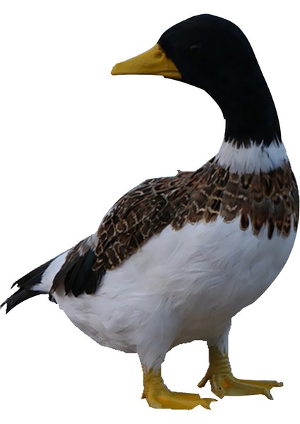 Yapay Hayvan Tüylü Dönüş Dekoru (Yurt Dışından) fırsatları