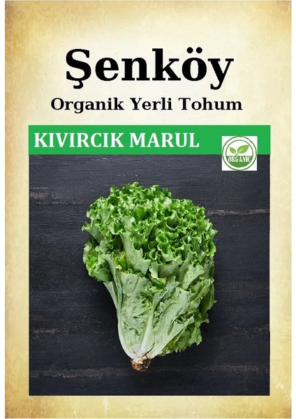 Yerli Kıvırcık Marul Tohumu Doğal Ata Organik Marul Tohumu Pakette 10 gr 8000 Adet