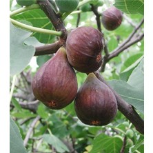 Çermik Fidancılık 7 Adet Dürdane Bursa Siyah Incir Fidanı