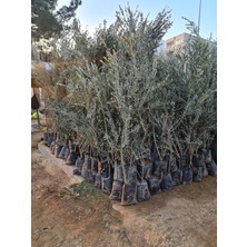 Çermik Fidancılık Gemlik Trilye Zeytin Fidanı 5 Yaş 1,5 Metre Boy