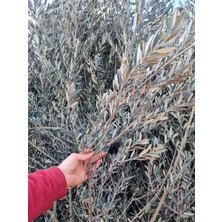 Çermik Fidancılık Gemlik Trilye Zeytin Fidanı 5 Yaş 1,5 Metre Boy
