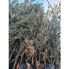 Çermik Fidancılık Gemlik Trilye Zeytin Fidanı 5 Yaş 1,5 Metre Boy