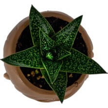 Grow Botanik Çocuklara Özel Ürün - Çocuk Temalı Saksılı Gasteria Royal Princess