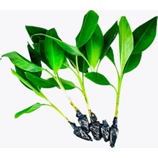 Grow Botanik Muz Fidesi Alata Azman - 5 Adet (Mini Boy 15 - 20CM)
