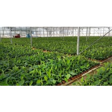 Grow Botanik Grand Nain Muz Fidanı (1000 Adet)