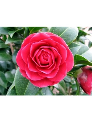 Vipfoni Kamelya (Camellia Japonica) Çiçeği Tohum