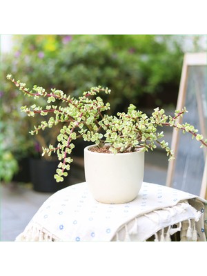 Doğa Garden Dekoratif Saksıda Para Ağacı Bereket Ağacı Afra Bonsai