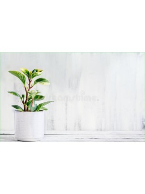 Doğa Garden Seramik Saksıda Peperomia Umut Bitkisi Peperomya