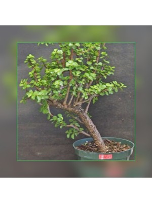 Doğa Garden Para Ağacı Afra Bonsai 8865788