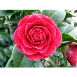 Kamelya (Camellia Japonica) Çiçeği Tohum