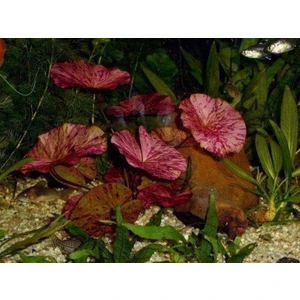 Canlı Petshop Nymphaea Lotus (Zenkeri) 1 Adet
