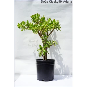 Doğa Garden Büyük Boy Para Çiçeği, Para Ağacı, Bereket Ağacı Crassula Ovata