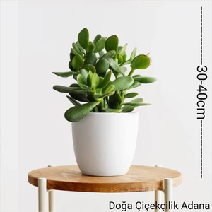 Doğa Garden Para Ağacı Bereket, Iyi Şans ve Para Çiçeği Crassula Ovata 01