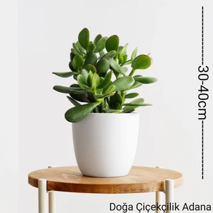Doğa Garden Para Ağacı Bereket, Iyi Şans ve Para Çiçeği Crassula Ovata 01