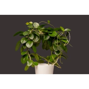 Doğa Garden Mum Çiçeği Hoya Carnosa Askılı Saksıda