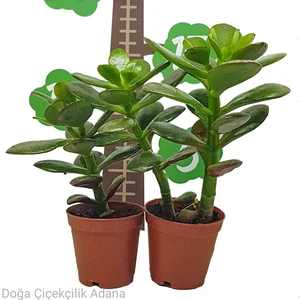Doğa Garden Para Ağacı Bereket Ağacı Crassula Ovata 5.5 Saksılı