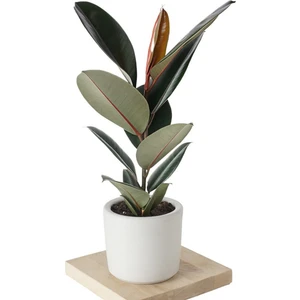 Doğa Garden Özel Beyaz Saksda Ficus Elastica (Kauçuk Bitkisi) Large