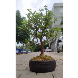 Doğa Garden Bonsai Para Ağacı - Para Çiçeği - Bereket Ağacı