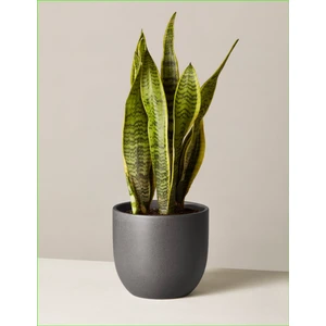 Doğa Çiçekçilik Peygamber Kılıcı Paşa Kılıcı Dekoratif Özel Saksılı