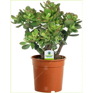 Doğa Garden Crassula Ovata Bereket Ağacı Para Çiçeği