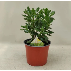 Doğa Çiçekçilik Para Ağacı Para Çiçeği Bereket Ağacı Crassula Ovata