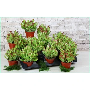 Doğa Çiçekçilik Para Ağacı Para Çiçeği Bereket Ağacı Crassula Ovata  Üretim Saksısında