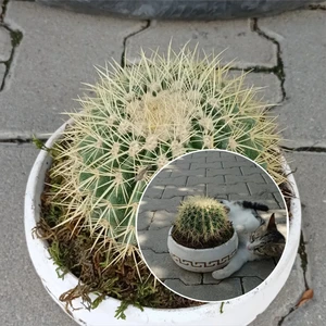 Doğa Garden Dekoratif Taş Saksıda Altın Fıçı Kaktüs