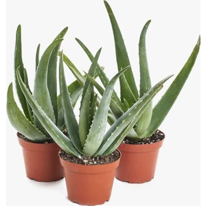Köy Tohumları 20 Adet Tohum Organik Aleovera Çiçeği Tohumu Balkon Aloevera Çiçek Saksı Toprk Hediye