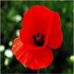 Köy Tohumları 200 Adet Tohum Organik Hobi Bahçe Kırmızı Gelincik Çiçeği Tohumu Saksı Toprak Hediyemiz