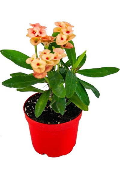 Grow Botanik Euphorbia Milii Dikenler Tacı - Sarı Kırmızı Çiçek (8,5'luk Saksıda)
